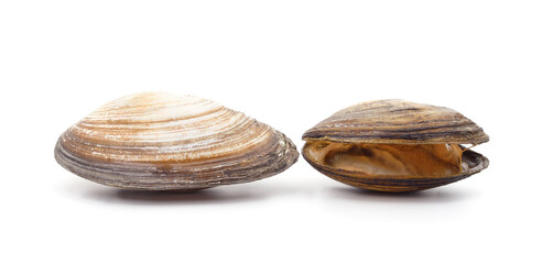 Two large shells. © ANASTASIIA