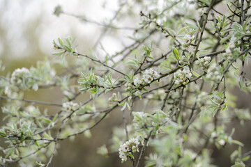 Baum am aufblühen 