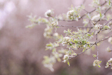 blühender Baum