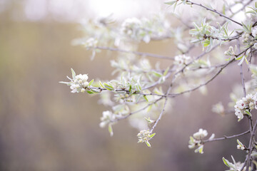 zarte Frühlingsblüten