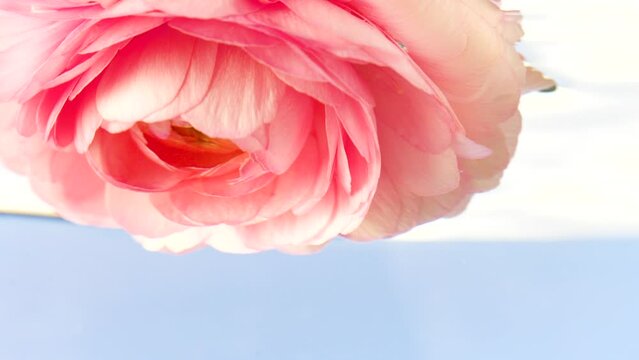 Close-up of peony bud under water. Stock footage. Beautiful rosebud under water. Peony under water surface on isolated background