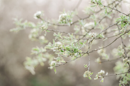 Frühlingsbaum 