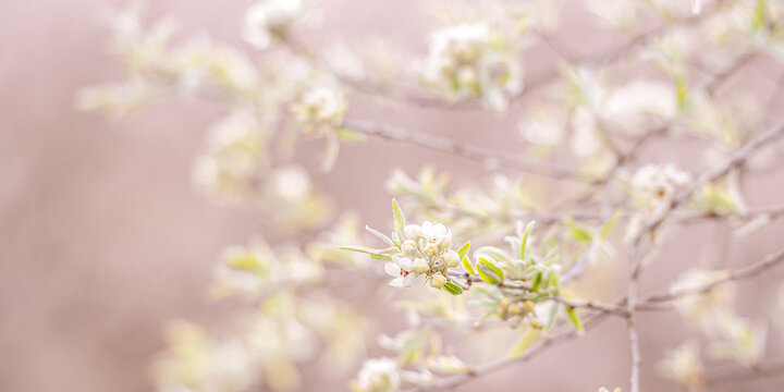 zarte Blüten eines Frühlingsbaums