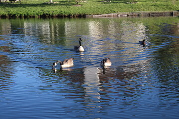 Ducks outside eating, swimming, and walking around. 