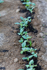 First leaves of pumpkin on the field.
