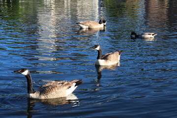 Ducks outside eating, swimming, and walking around. 