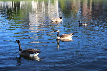 Ducks outside eating, swimming, and walking around. 