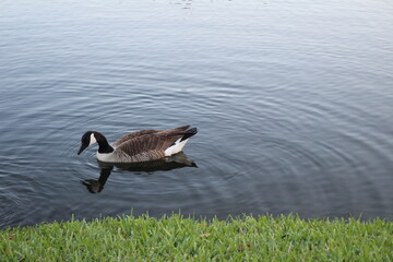 Ducks outside eating, swimming, and walking around. 