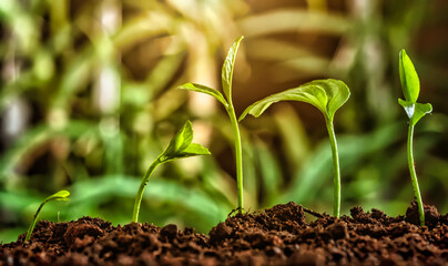 Small trees of different sizes grow on a green background.