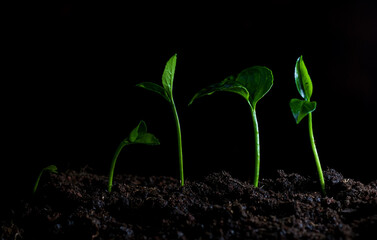 The seedling are growing from the rich soil to the morning sunlight that is shining, ecology concept.