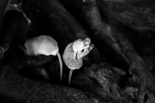 Cairo spiny mouse Sit in a tree. Acomus cahirnus. Black and white photography.