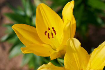 yellow lily blossom close up on a sunny day