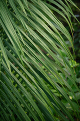 Cirrus palm. Close up of leaves. Background, texture. exotic plant. Nature, naturalness.