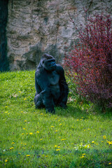 gorilla © Ostap