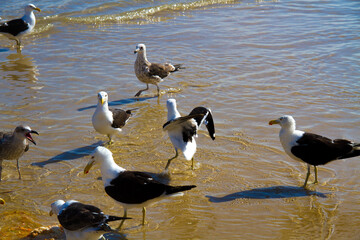 geese in flight