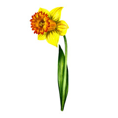 Narcissus flower. Isolate on white background. Watercolor illustration.