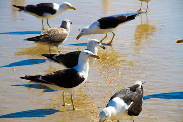 seagull on the beach