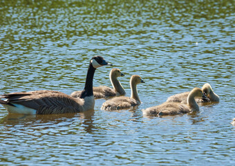 Goose and gosslings swimming