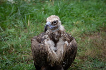 Griffon Vultures. Gyps fulvus. Big bird on a background of green grass. Portrait. Wildlife, Africa.