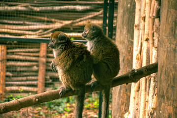 tailed lemur