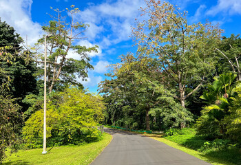Road in the forest in the US state of Hawaii. The road through the green trees.