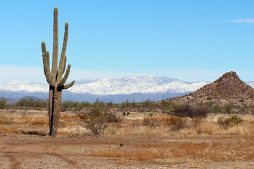 Saguaro Cactus near Lake Pleasant, Arizona, with snow capped mountains in the background