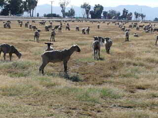 Herd of sheep.