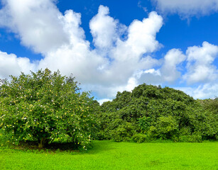 A green park in Hawaii, USA. Trees and green grass on the ground. Empty space for text. cloudy sky. Wallpaper design.