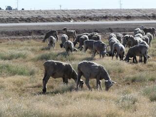 Herd of sheep.