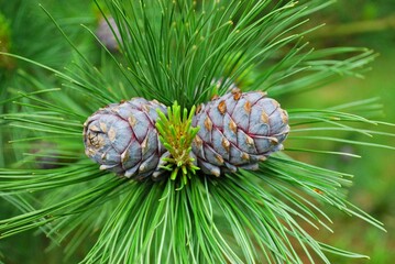 sosna syberyjska - Pinus sibirica