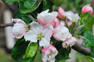 kwiat jabłoni - Malus Mill - obrazy, fototapety, plakaty