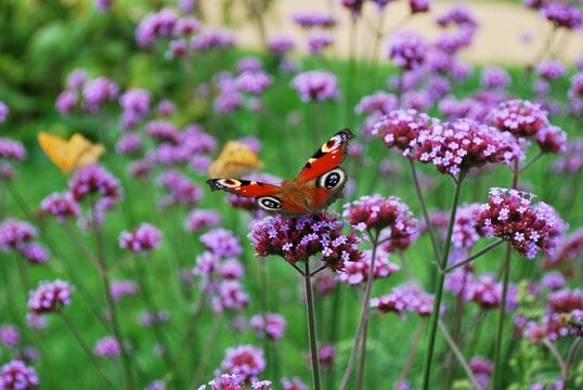 motyl na werbenie patagońskiej - Verbena bonariensis