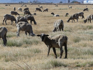 Herd of sheep.