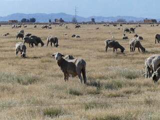 Obraz premium Herd of sheep.