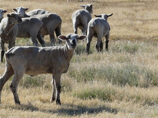 Obraz premium Herd of sheep.