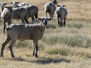 Obraz premium Herd of sheep.