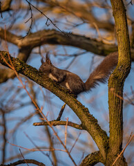 Brown squirrel on big tree with blue backgound in sunny cold morning
