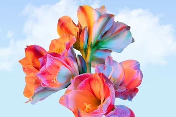 Fotobehang Colorful flower on blue sky background. Close-up. Abstract photo © Rymden