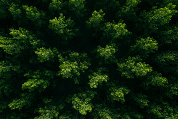Fototapeta na wymiar Green forest from above, aerial drone photography