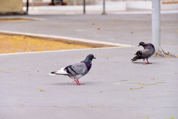 pigeons on the sidewalk, pigeons on the city floor, Columbídeos , columbiform birds, zoology, animal background	