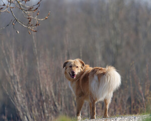 Naklejka na ściany i meble Adorable Golden Retriever Dog standing outdoors with a blurry background