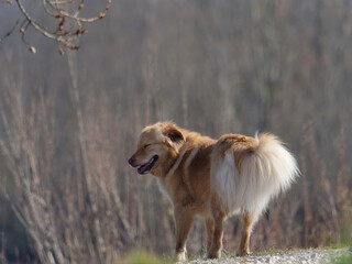 Adorable Golden Retriever Dog standing outdoors with a blurry background