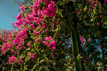 Beautiful vibrant magenta bougainvillea with lush green leaves and succulents in bright sunshine with dark shadows in Mexico