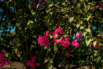 Fototapeta na wymiar Beautiful vibrant magenta bougainvillea with lush green leaves and succulents in bright sunshine with dark shadows in Mexico