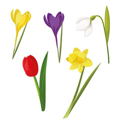 Spring and summer wildflowers. Tulip, snowdrops, yellow crocus.