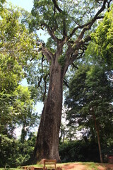 The big pink jequitibá tree, known as patriarch is 40 meters high, has a diameter of 3.6 meters...