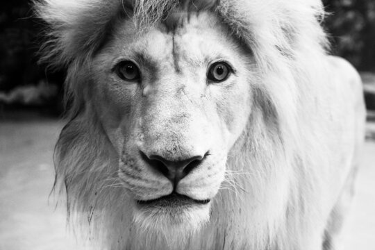 Lion's muzzle in full face. Close up of the muzzle. African animal. B/W