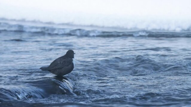 White-throated dipper, Cinclus cinclus standing on a rock in river rapids and singing.	