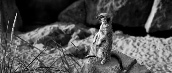 A meerkat sits on a rock. Against the background of a stone wall and a green plant next to the stone. B/W. Banner