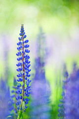 Blue Lupines (Lupinus polyphyllus) blooming in the field. Selective focus , blurred background.